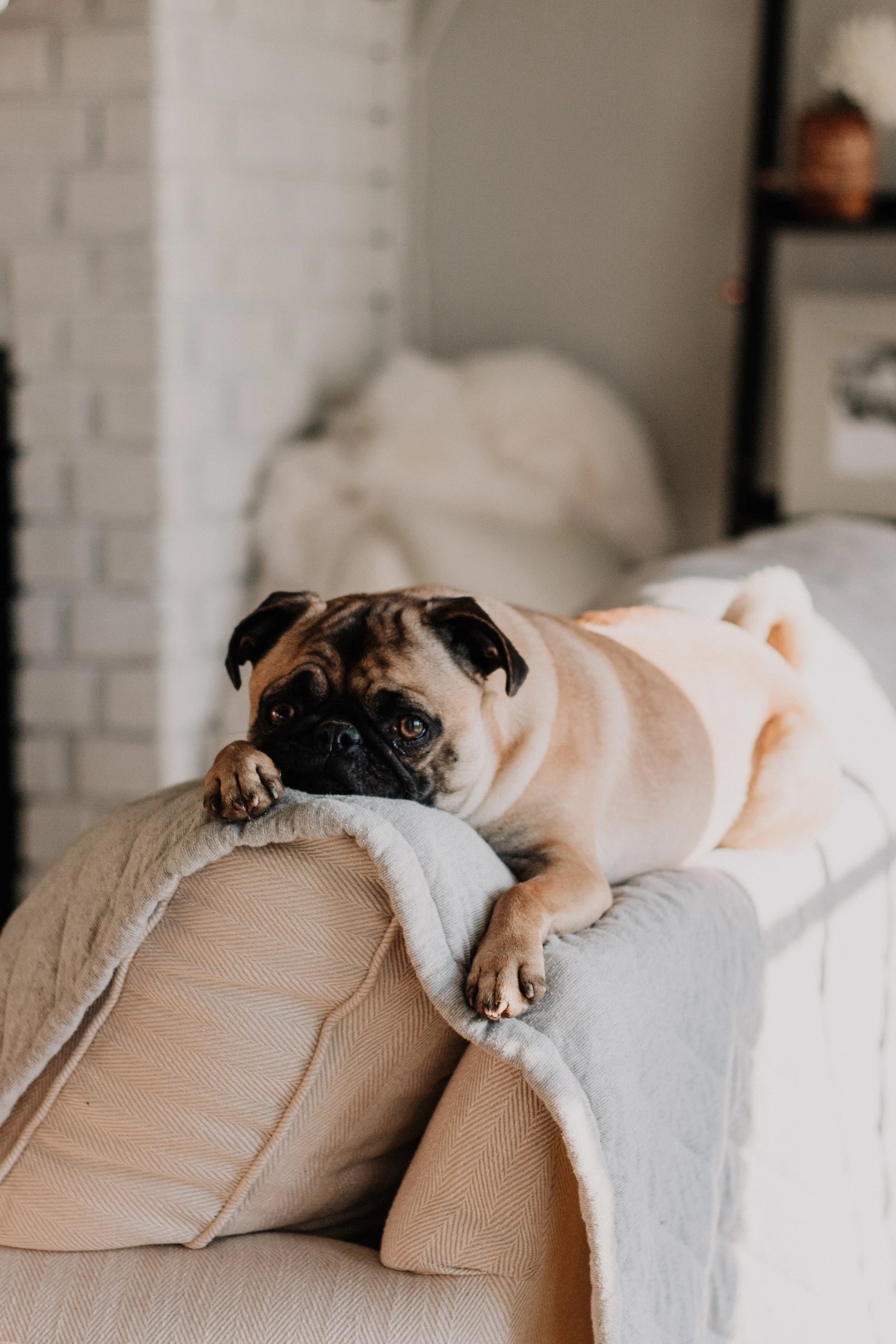 For The Love Of Pugs