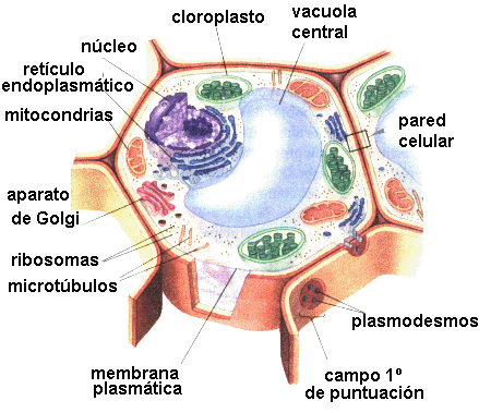 Celula Animal Y Vegetal Scientist Site