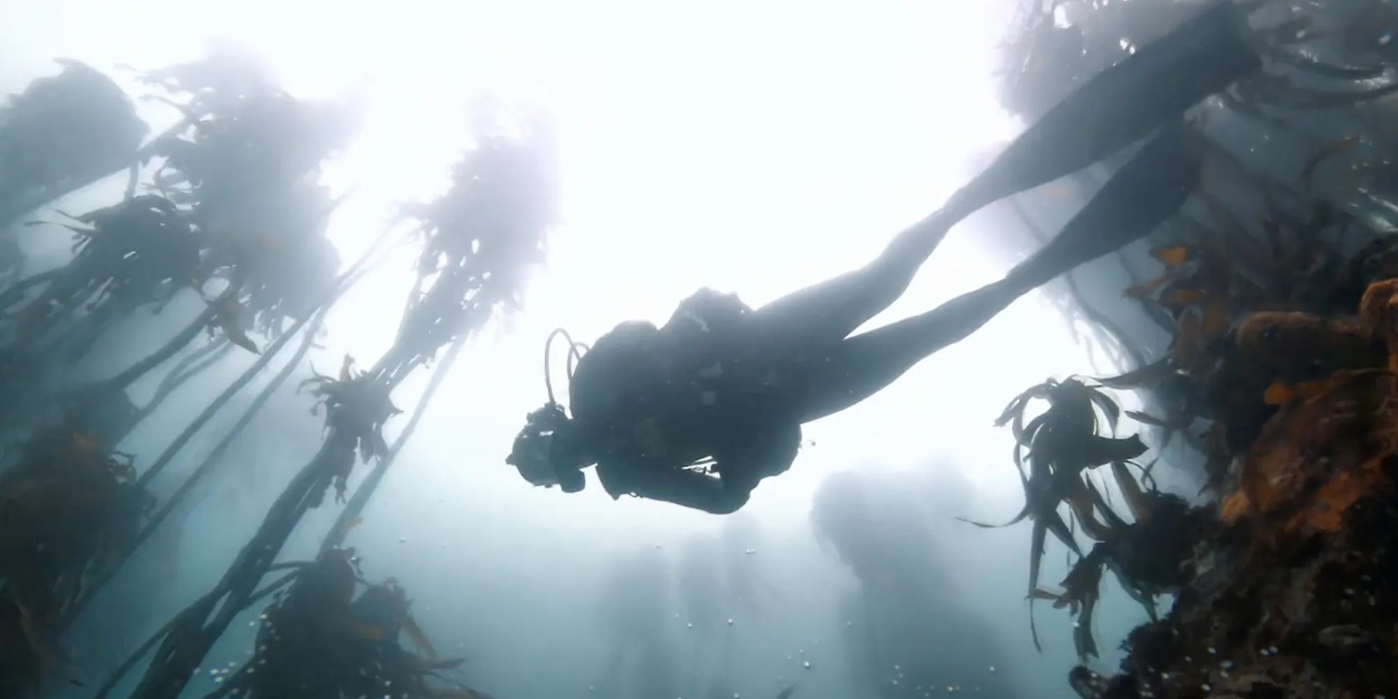 Unveiling the enigmatic alien sharks of shark week: venture into strange new worlds