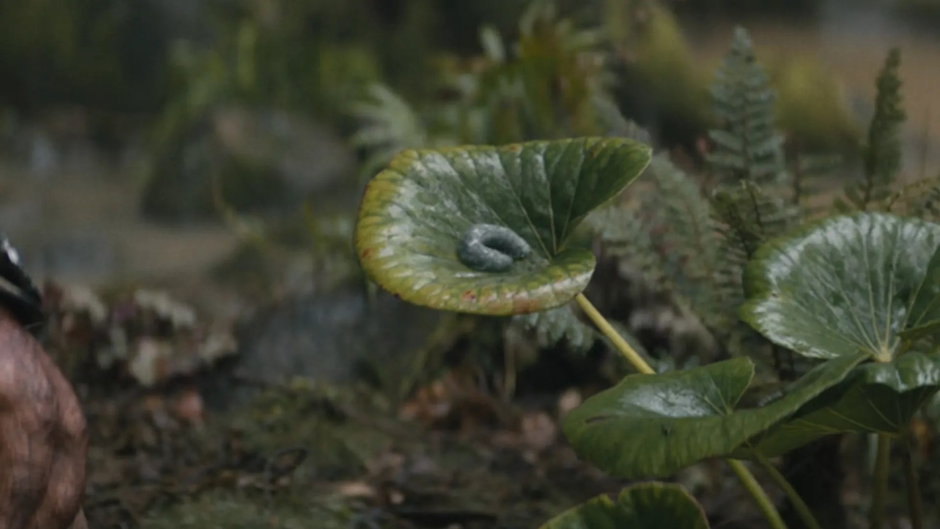 All 8 Creatures In Predator: Badlands, Ranked