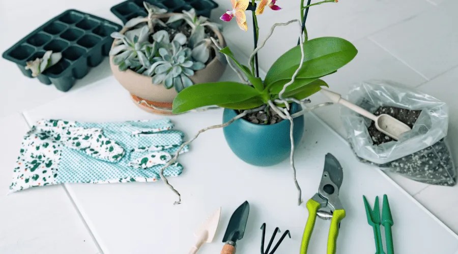 What's the best time of day to repot plants?