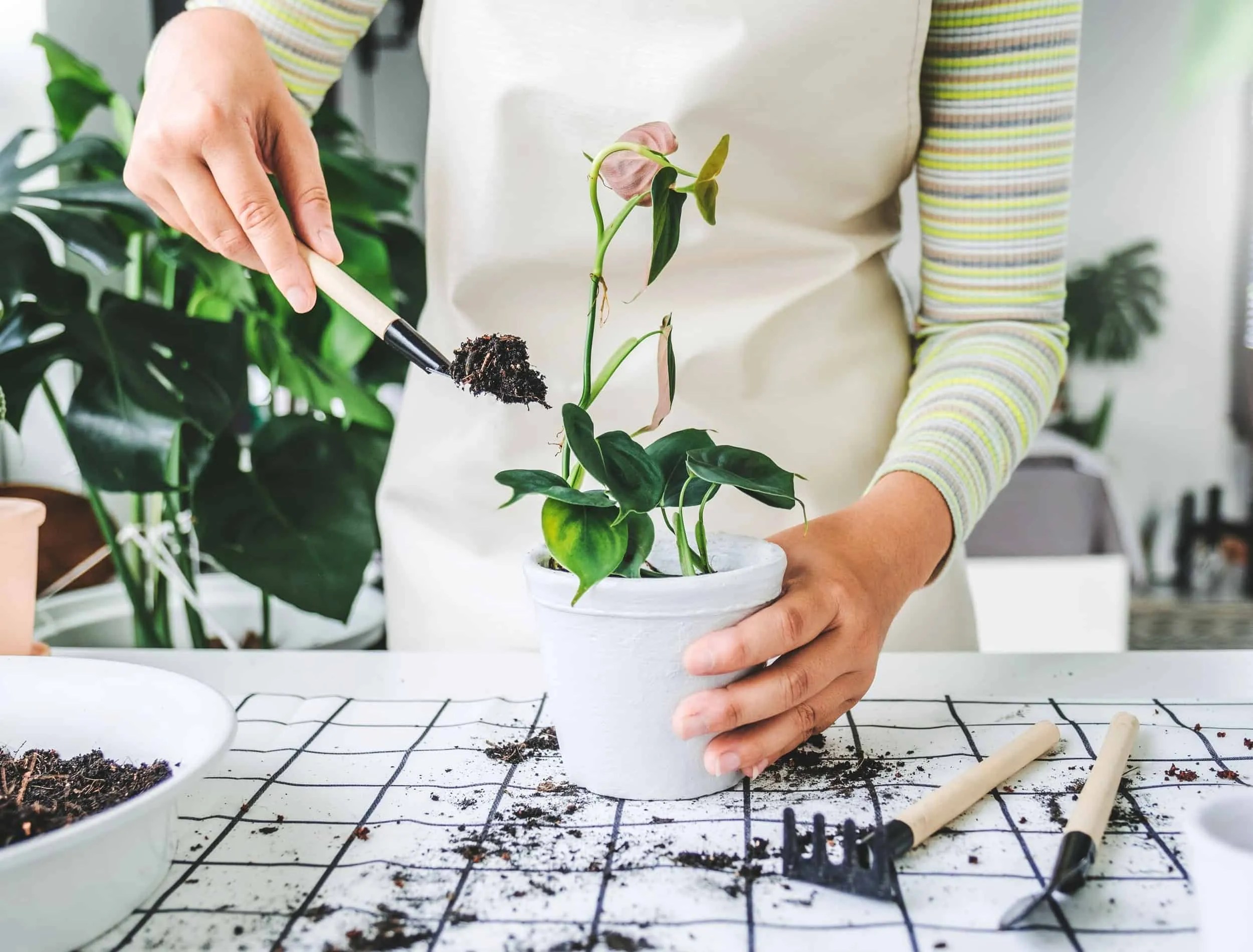 What's the best time of day to repot plants?