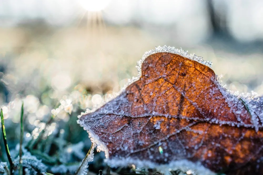 Why you should sow grass seed during a snowfall