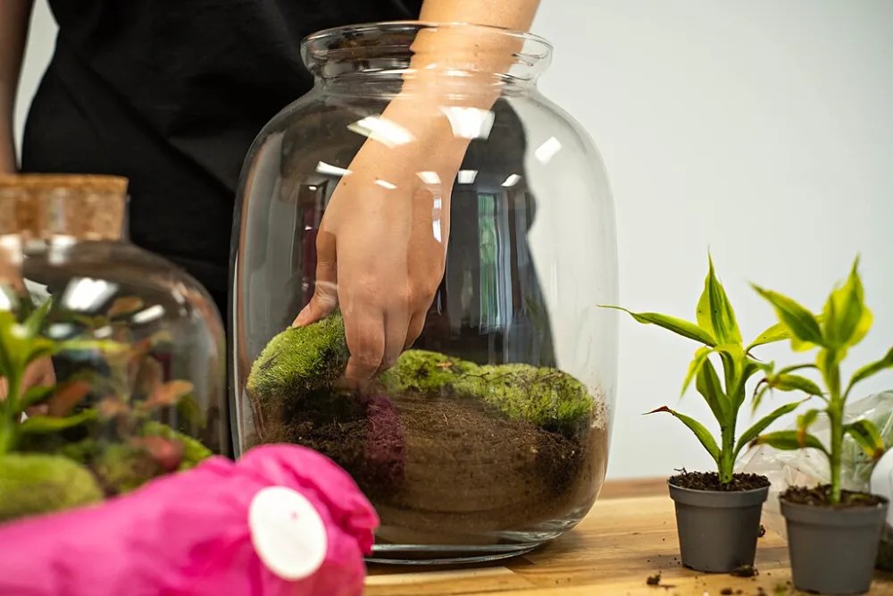 10 charming terrarium plants perfect for beginners