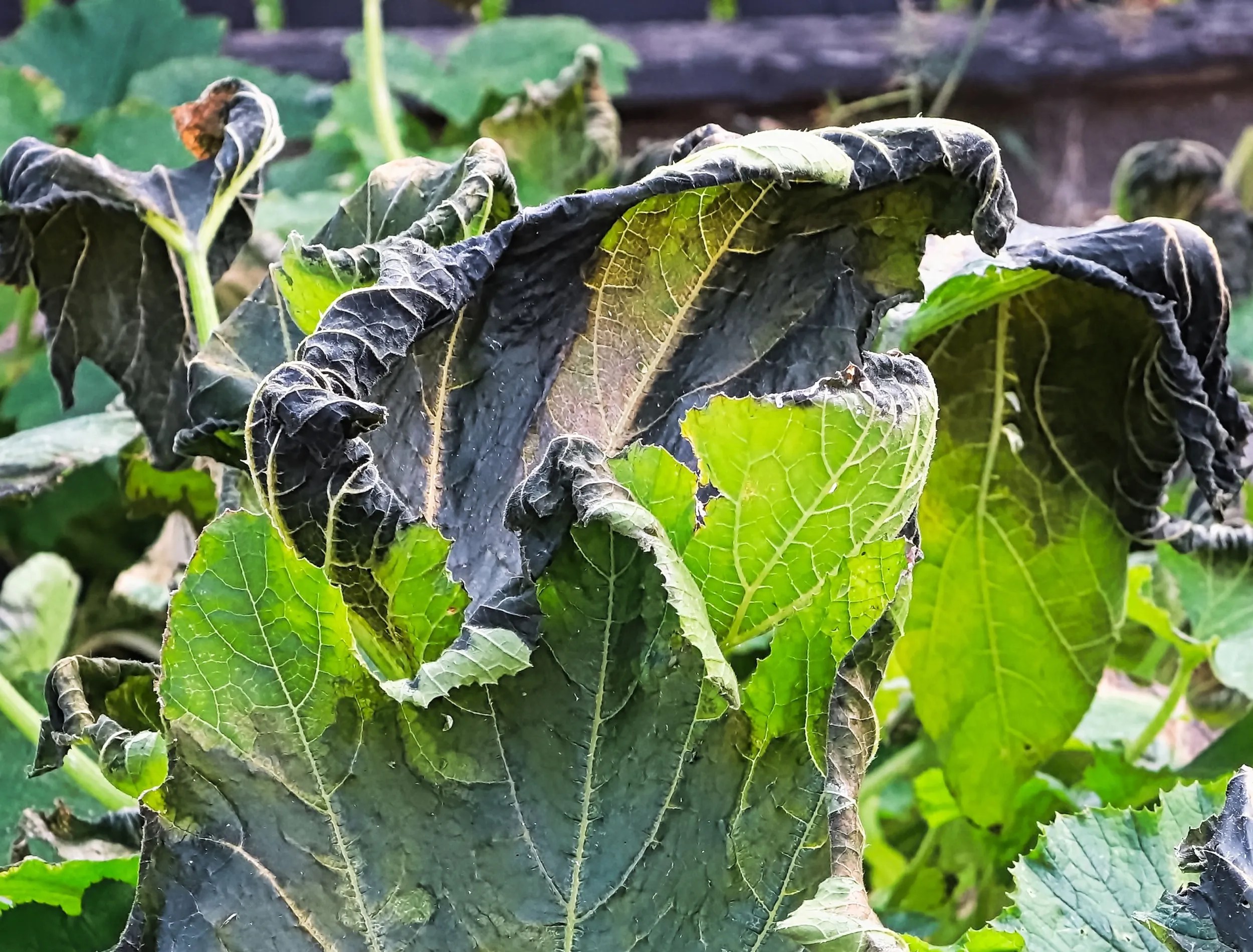 How to revive plants from cold damage