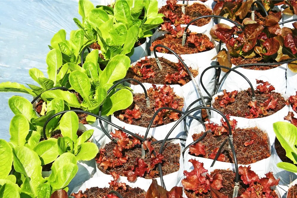 6 tips for gardening in grow bags