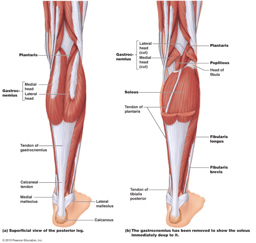 Sura, plural calves) is the back portion of the lower leg in human anatomy. Calf Muscle Tightness Achilles Tendon Length And Lower Leg Injury Mountain Peak Fitness