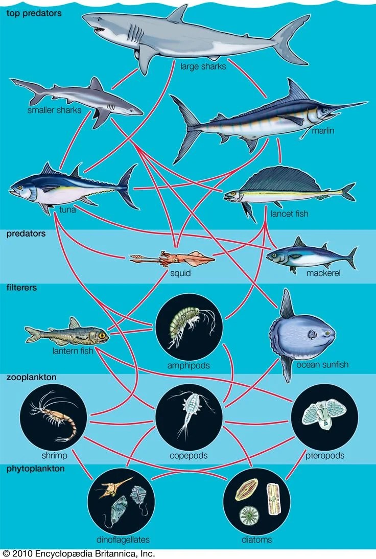 Sharks, the apex predators — save the sharks