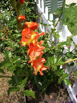 Glads