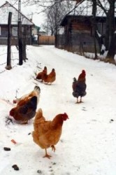 chicken coop managing temperatures jeremy smith comment october health
