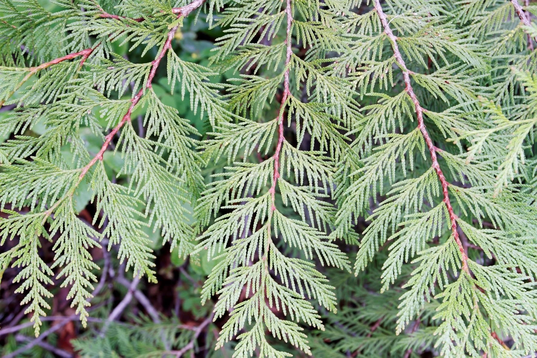 Indigenous Plant Guide — MOV | Museum of Vancouver