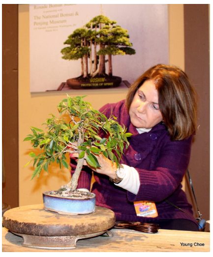 Venta de bonsáis y herramientas para trabajar la técnica del bonsái. The National Bonsai Foundation Remembers Member Solita Rosade National Bonsai Foundation