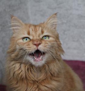 Why Is My Cat Constantly Meowing Viovet Blog