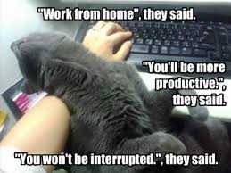 People will look forward to work when they are happy and engaged. Best Working From Home Memes Of 2020 From Virtual Vocations