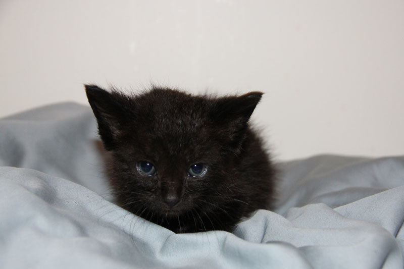 Master this season's hottest beauty trend with advice from a. kitten with goopy eye | TheCatSite