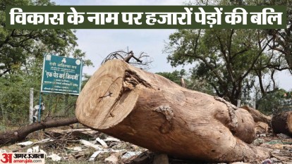 Indore News: इंदौर में पेड़ों की अवैध कटाई पर इंदौर कलेक्टर और निगम को हाईकोर्ट का नोटिस tree cutting issue indore news save nature birds environment