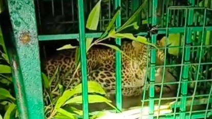 Bahraich: अयोध्या पुरवा गांव में देर रात पिंजरे में कैद हुआ तेंदुआ, ट्रैप करने के लिए बांधी गई थी बकरी Bahraich: A leopard get caught in cage in Ayodhyapurwa.