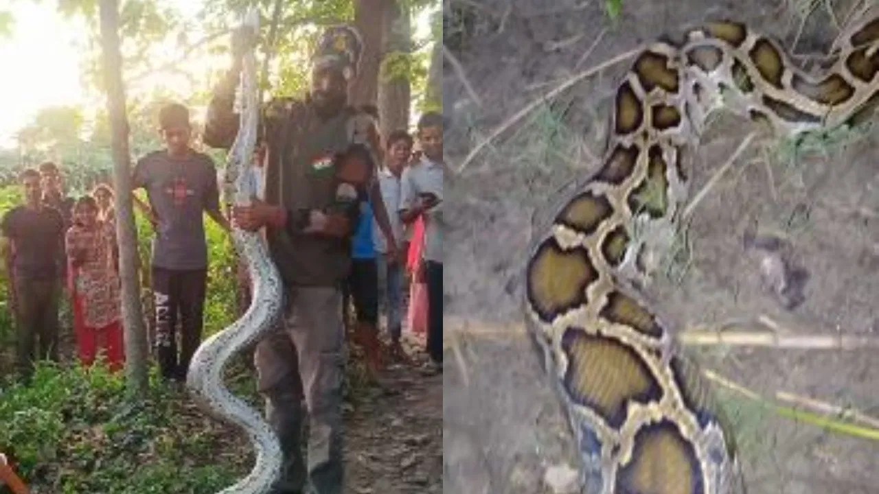 Lakhimpur Kheri: तोरई की झाड़ पर लिपटा था 15 फीट का अजगर, वन विभाग की टीम ने पकड़ा; देखें वीडियो