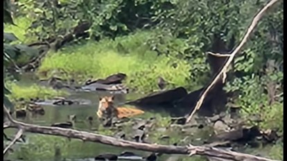 Damoh: इंसानों के बीच पहुंच रहे बाघ, पहले सड़क अब नाले में आराम करता दिखा रानी दुर्गावती टाइगर रिजर्व का बाघ Damoh Tigers are reaching among humans, first on the road
