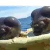 Fisherman Hauls Up Bizarre Deep Sea Creature Internet Declares It An