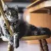 Top 10 Largest House Cat Breeds In The World