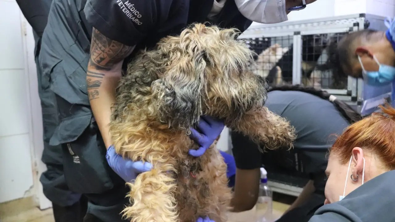 They rescue 46 animals from a house with overcrowding and abuse in San Antonio de Prado