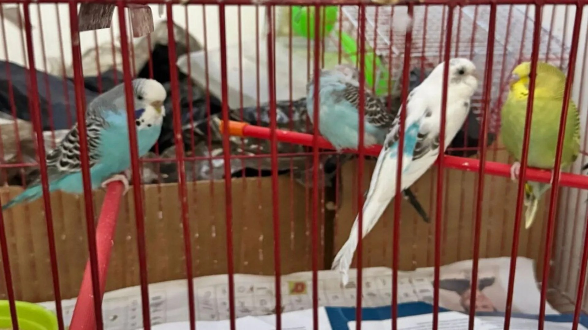 ¡Hacinados y sucios! Rescatan 34 animales y capturan a traficante de vida silvestre en Bogotá