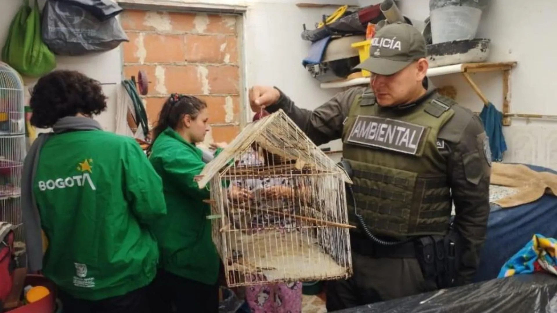 ¡Su capricho salió caro! Policía de Bogotá rescata a 10 animales salvajes y multa a sus captores