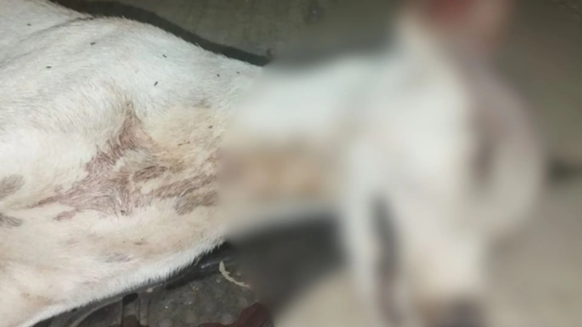 With sticks, shots and hunger: three convicted of atrocious cases of animal abuse in three departments