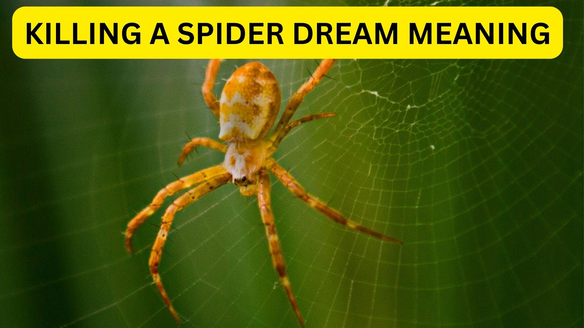 Killing a spider dream meaning