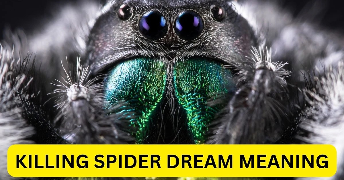 Killing spider dream meaning