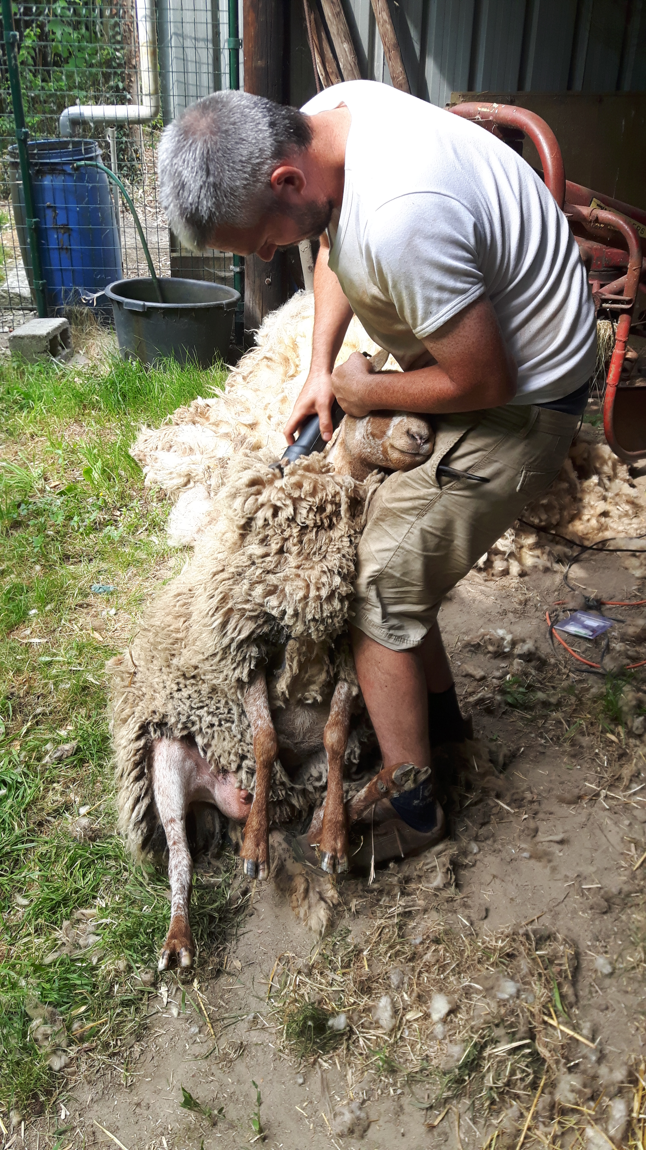Bart die zijn schapen scheert