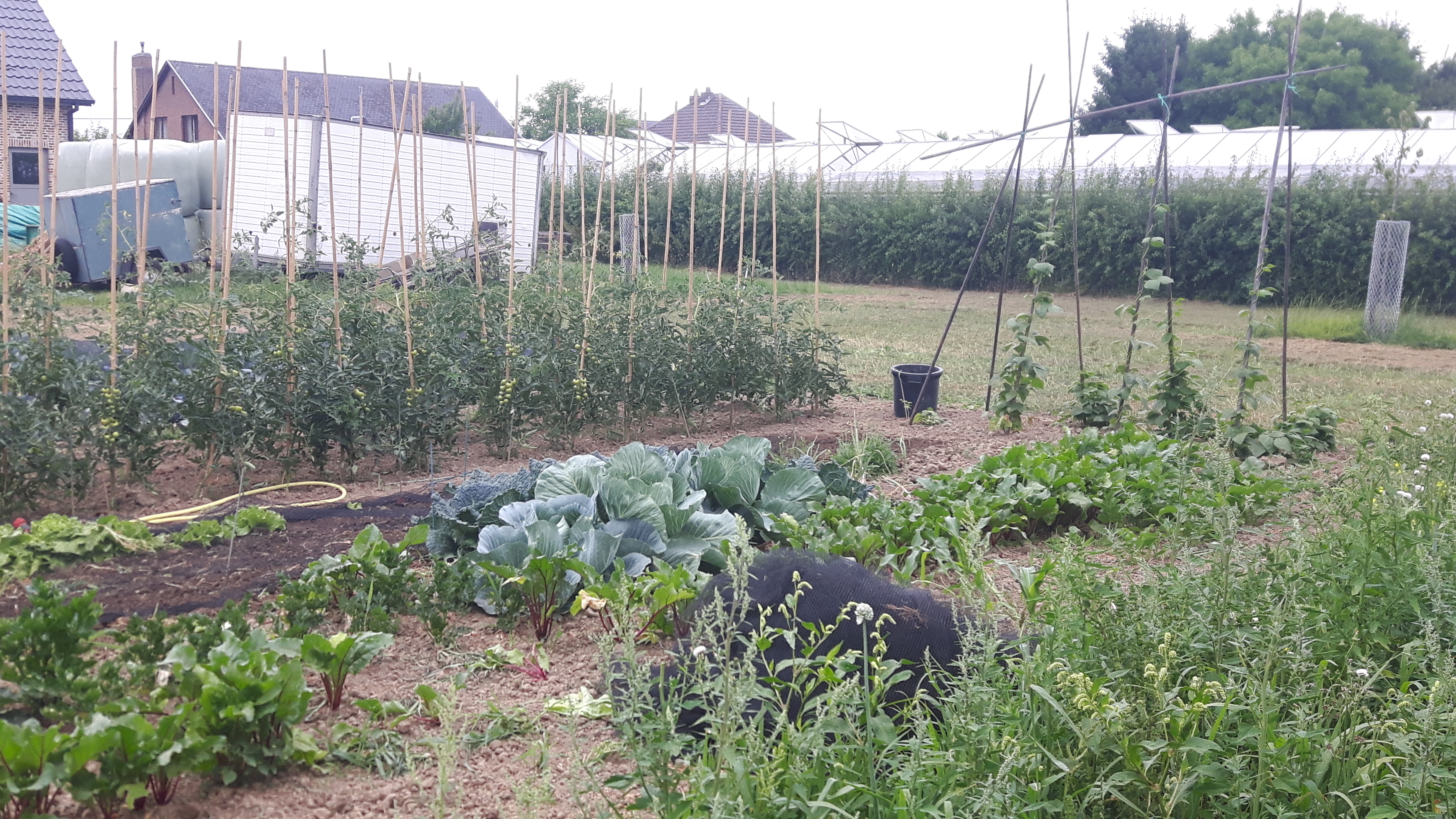 Onze groentenhof met tomaten achteraan