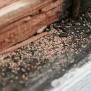 What Are The Signs Of A Pest Infestation: A Guide To Determining The ...