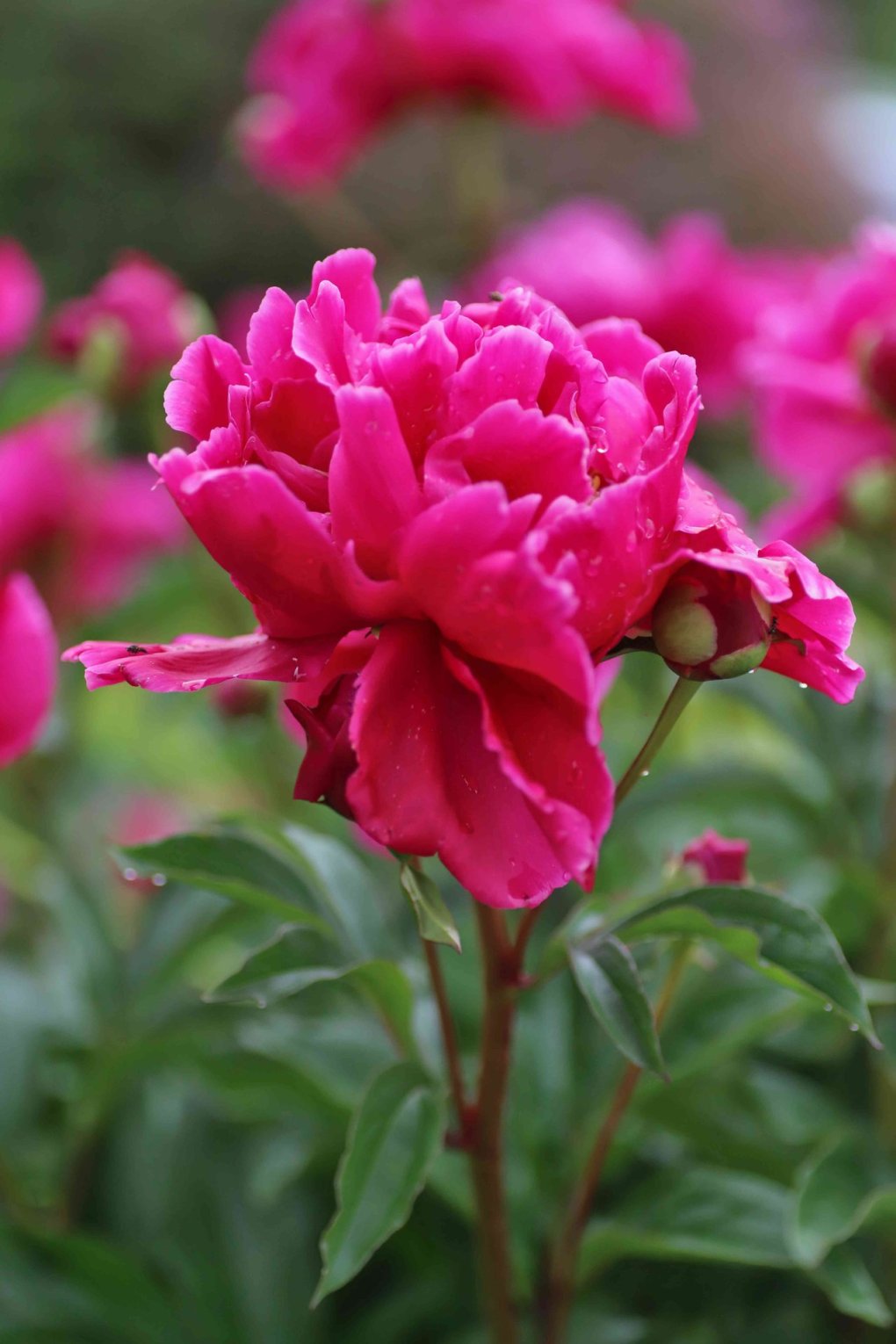 Interesting Facts About Peonies Edible, Medicinal, Beautiful and