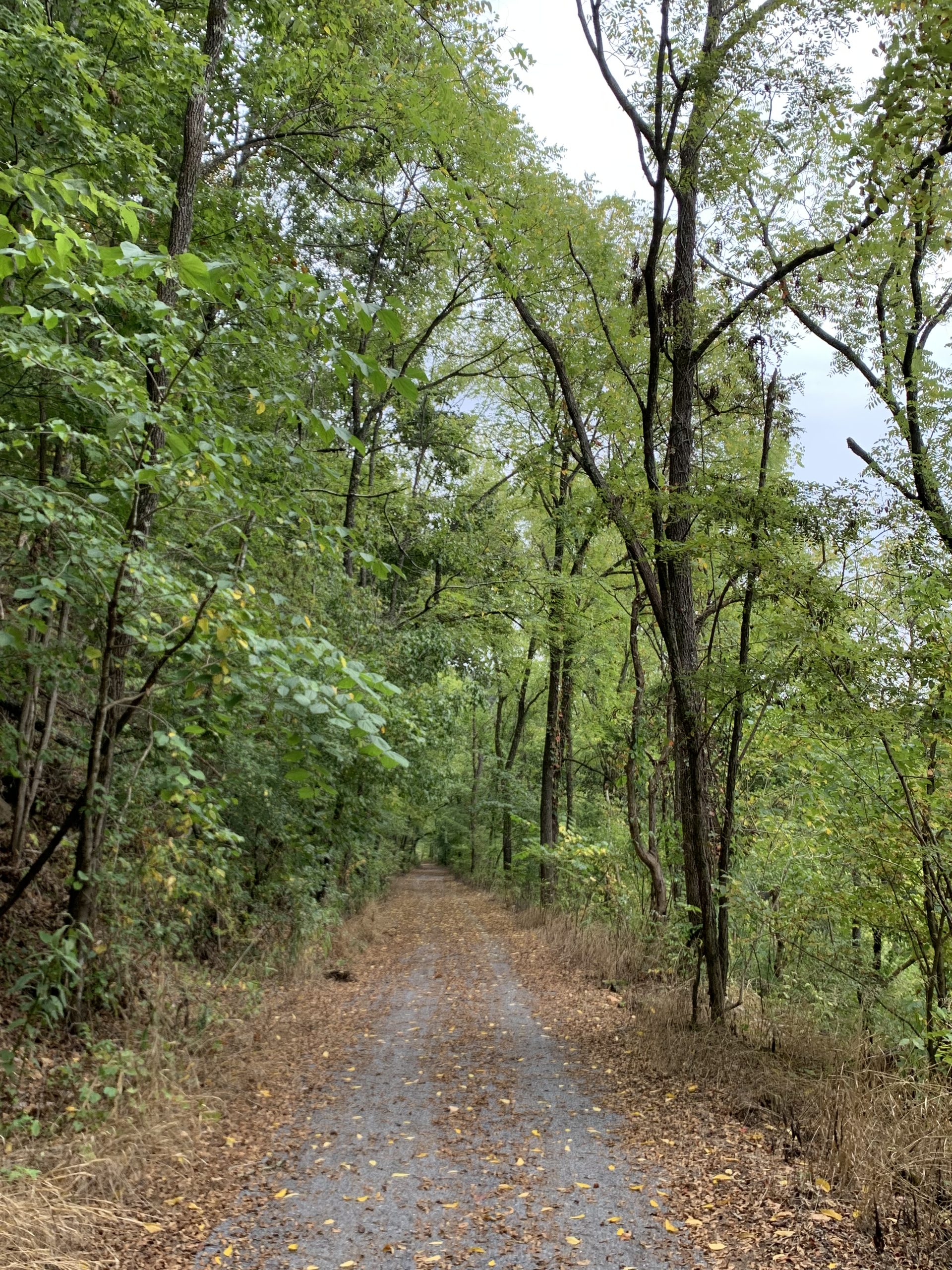 Gravel path through forest close to the Mendota trailhead