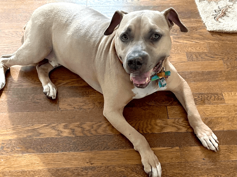 Dog with Mast Cell Tumor, treated with Stelfonta