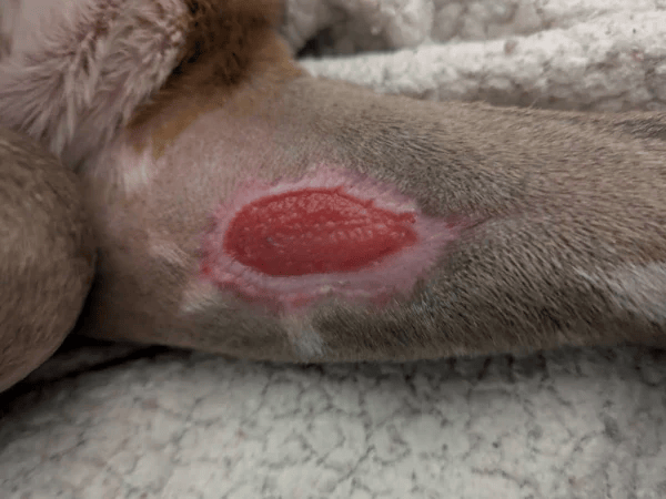 Olive’s treatment site on Day 28 after Stelfonta treatment