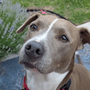 Olive, rescue dog treated with Stelfonta