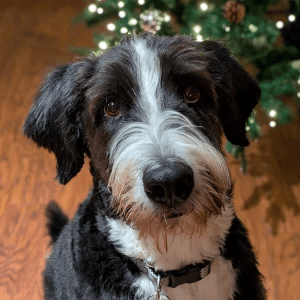 Winston - Bernedoodle treated with Stelfonta