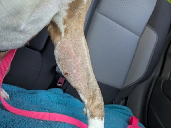 Olive on the day she received her STELFONTA injection.