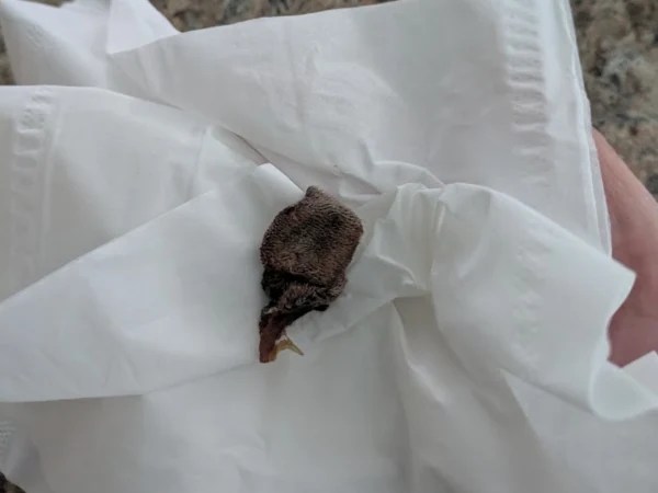 Dead, detached mast cell tumor after Stelfonta treatment