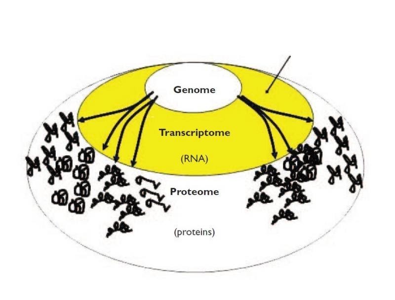 Background Knowledge For The Tidy Transcriptomics Workshop - Mountain Wallpaper Collection - 8K Quality