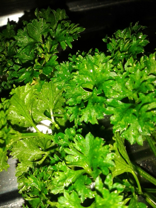 Etwas Grünes zur Deko...