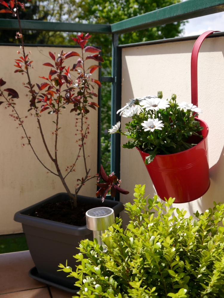 neue Bepflanzung für den Balkon