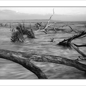 DESTINY, Big Talbot Island State Park, Florida | Stephen Conrad