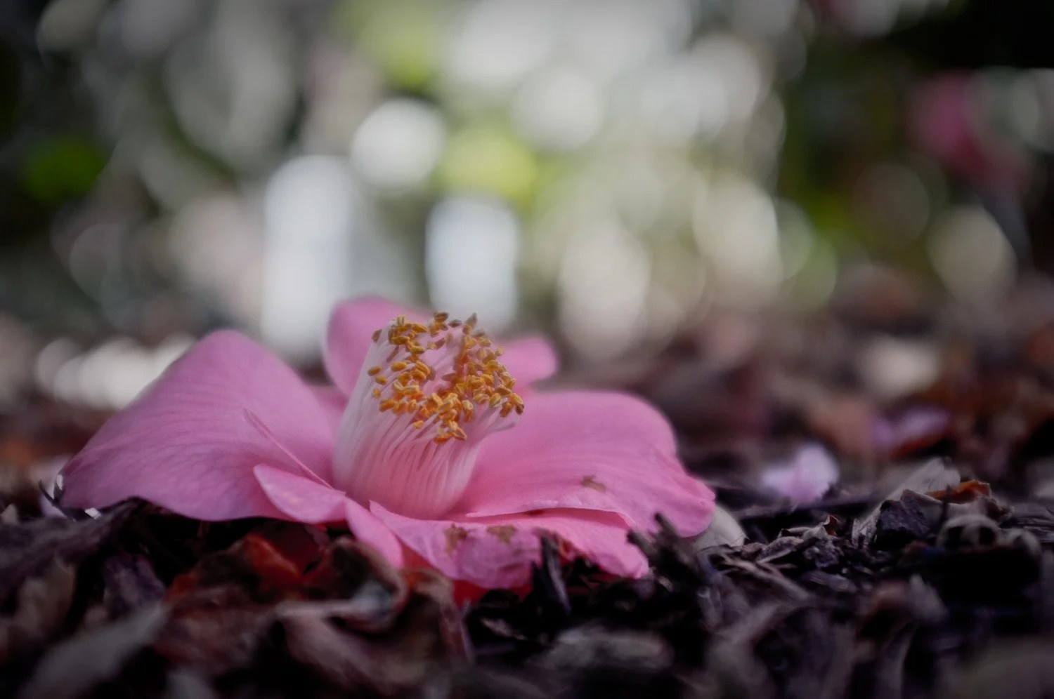  Shot at the Huntington Library using the annoying, but useful macro mode. 
