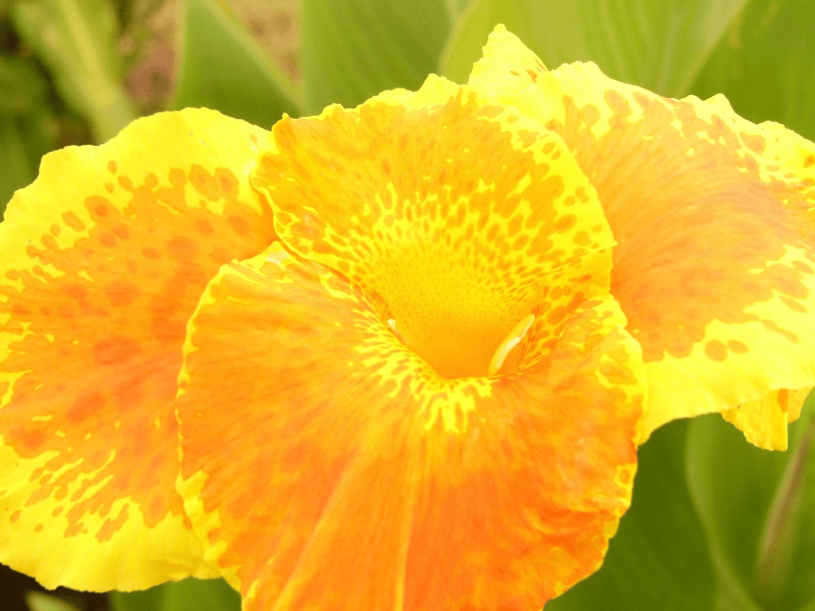 Maui flora photograph by Stephen John Sullivan