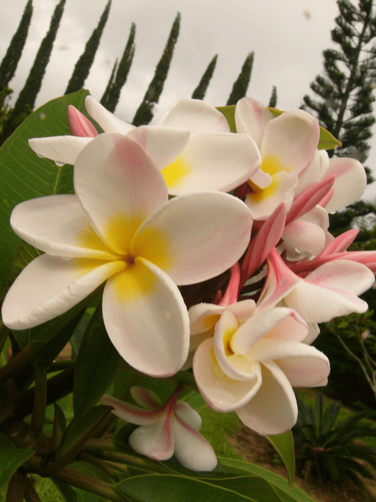 Maui flora photograph by Stephen John Sullivan