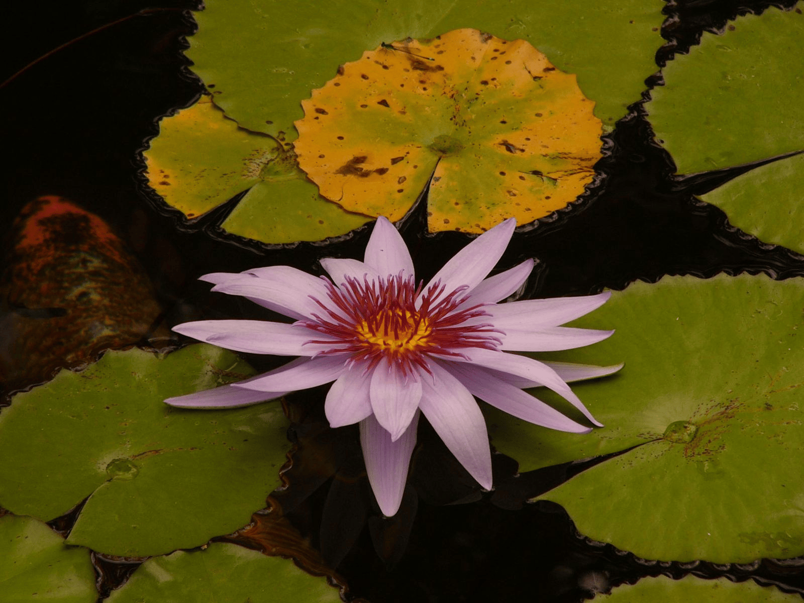 Maui flora photograph by Stephen John Sullivan